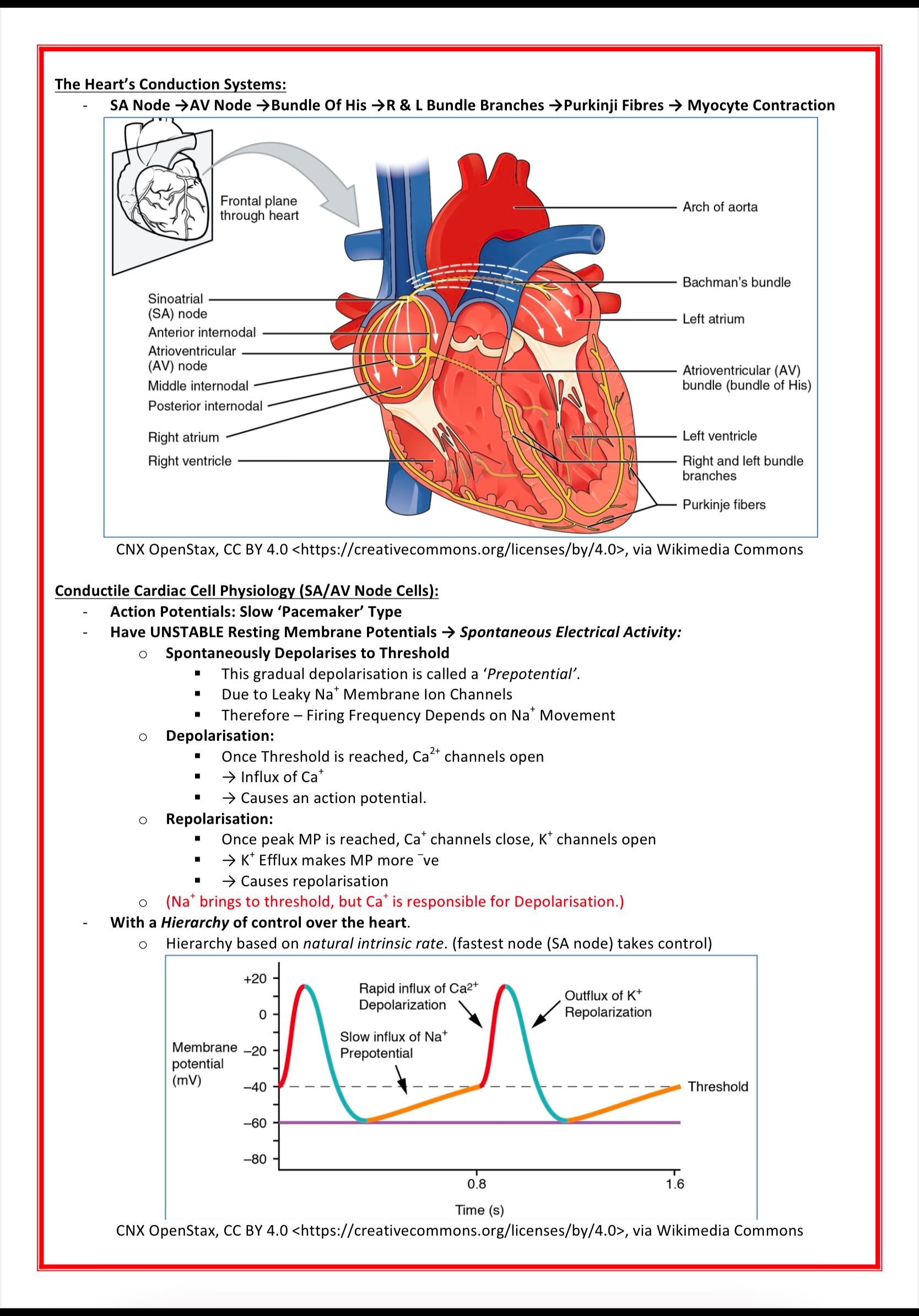 Cardiovascular Notes