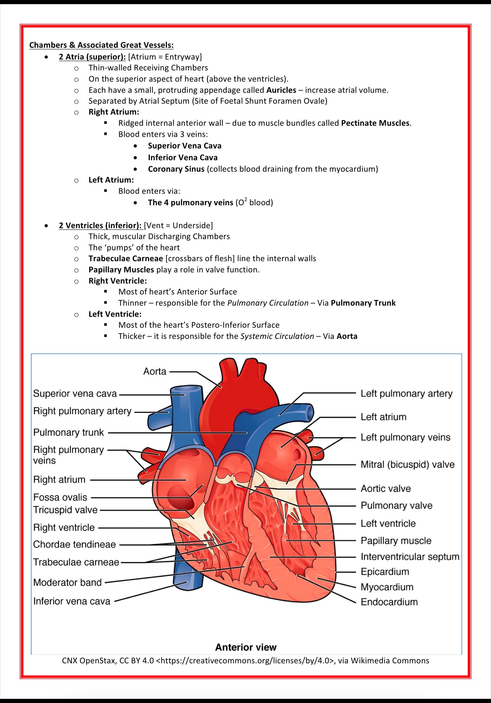 Cardiovascular Notes