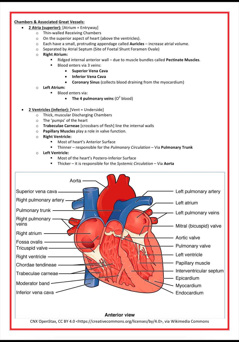 Cardiovascular Notes