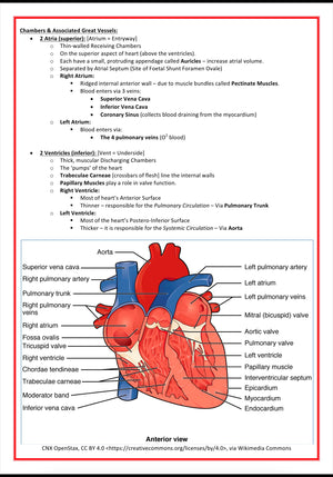 Cardiovascular Notes