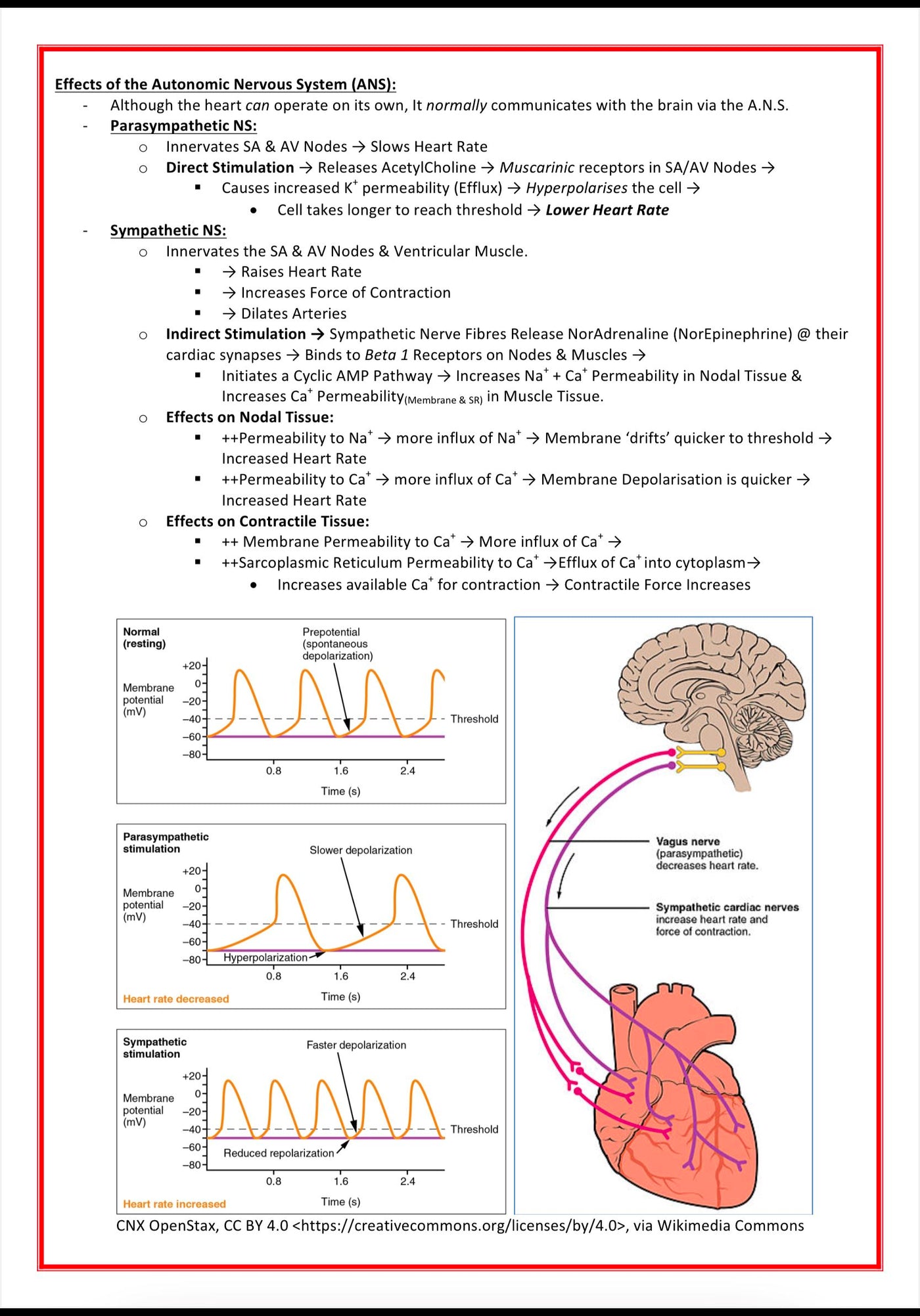 Cardiovascular Notes