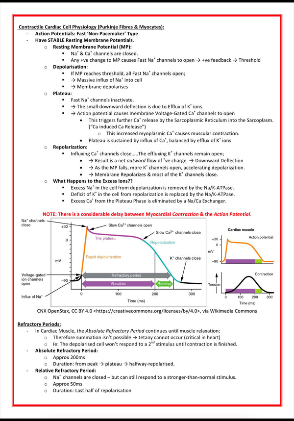 Cardiovascular Notes