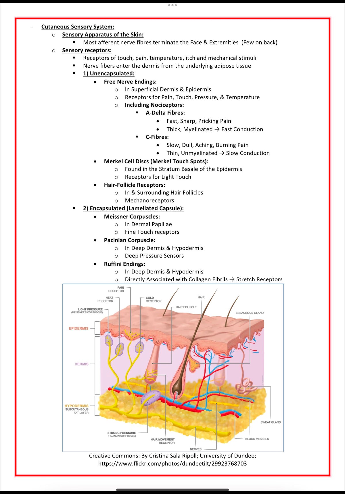 Dermatology Notes