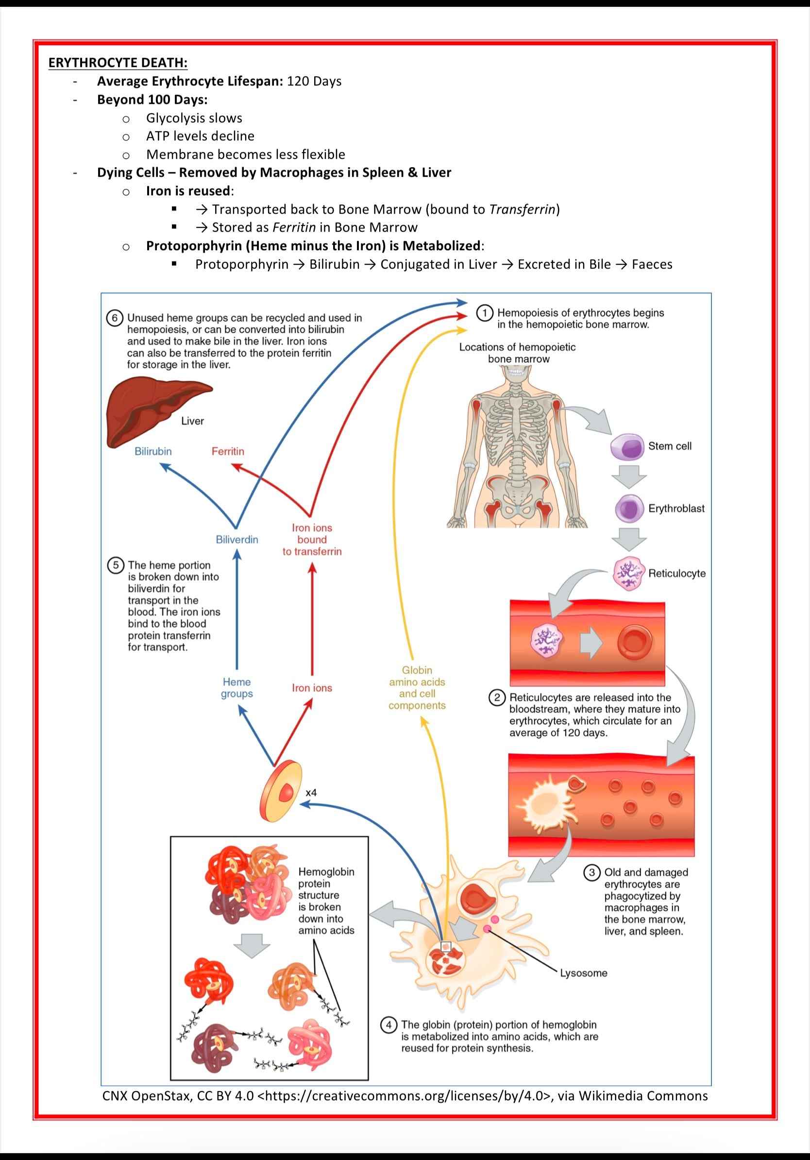 Haematology Notes