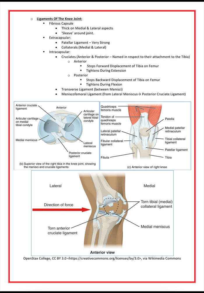 The Musculoskeletal System