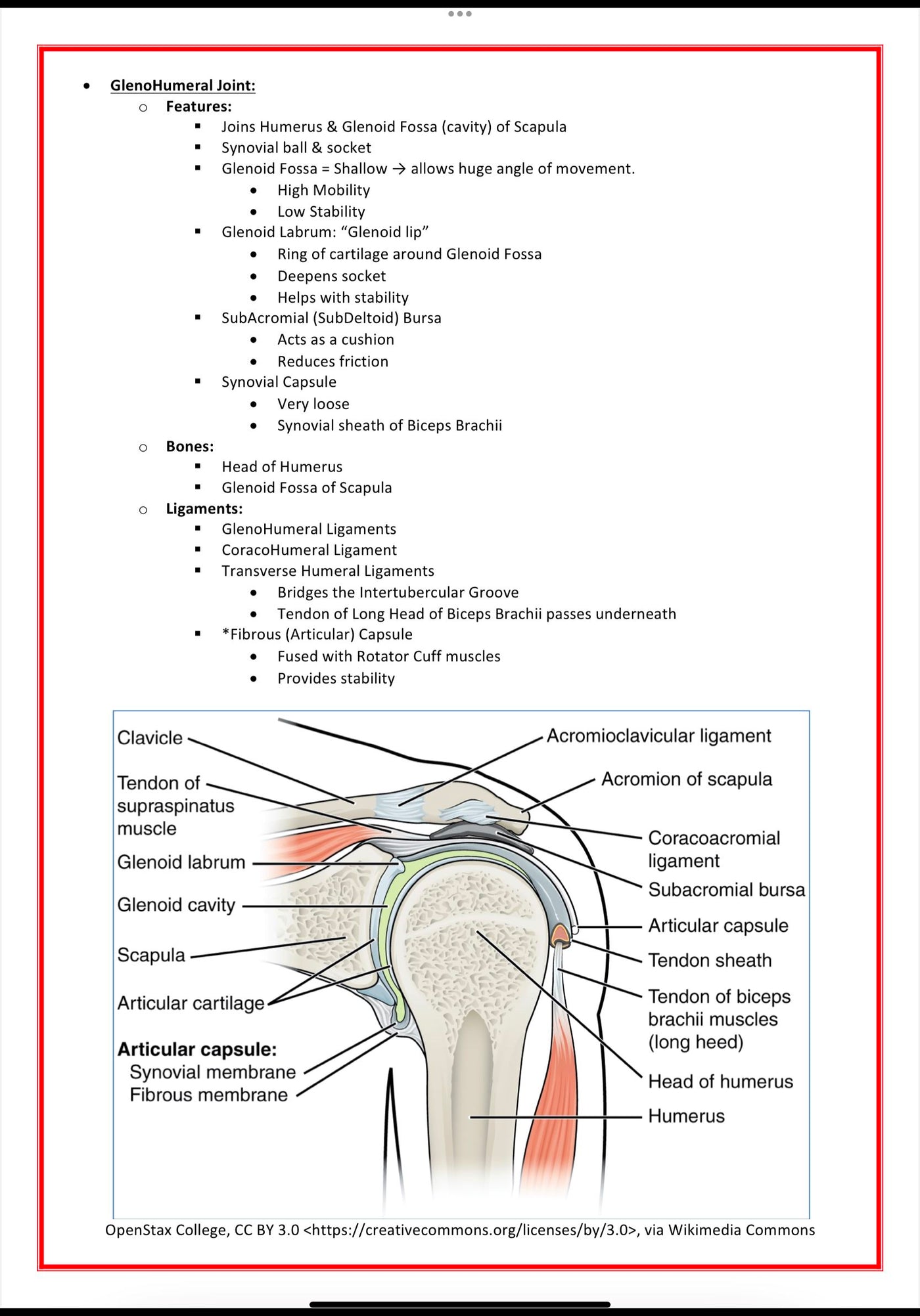 The Musculoskeletal System