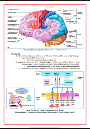 The Nervous System