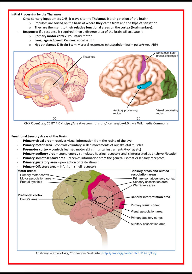 The Nervous System