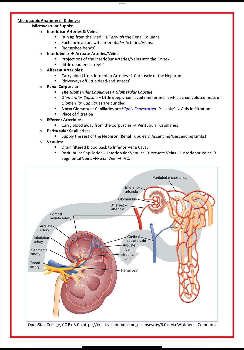 Urinary / Renal System