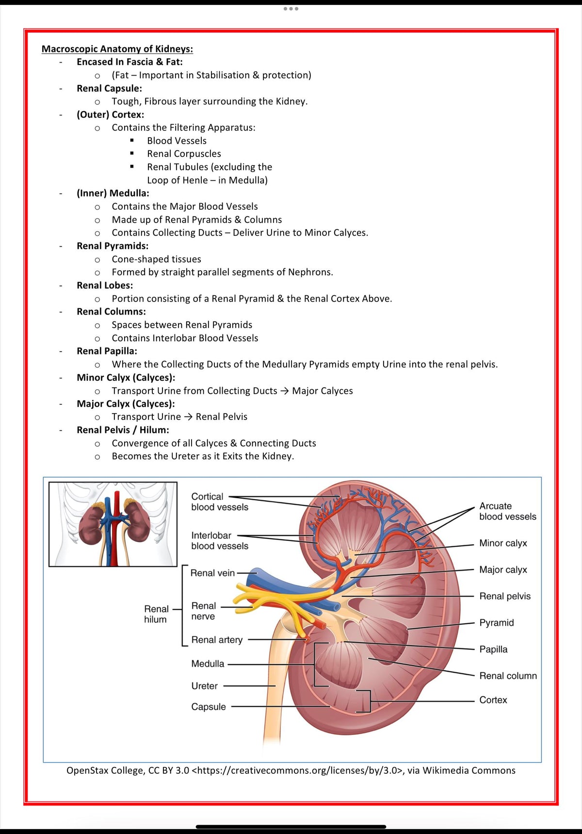 Urinary / Renal System