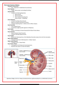 Urinary / Renal System