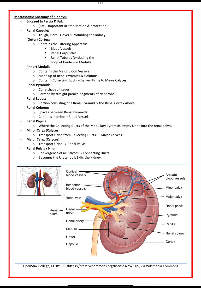 Urinary / Renal System