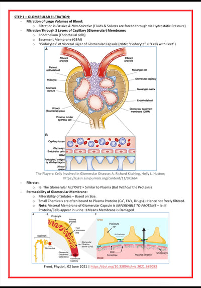 Urinary / Renal System