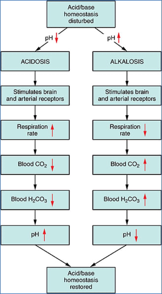 Acid Base homeostasis