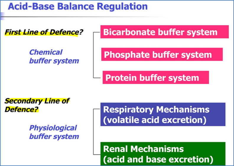 Body Acid-Base Balance: regulation