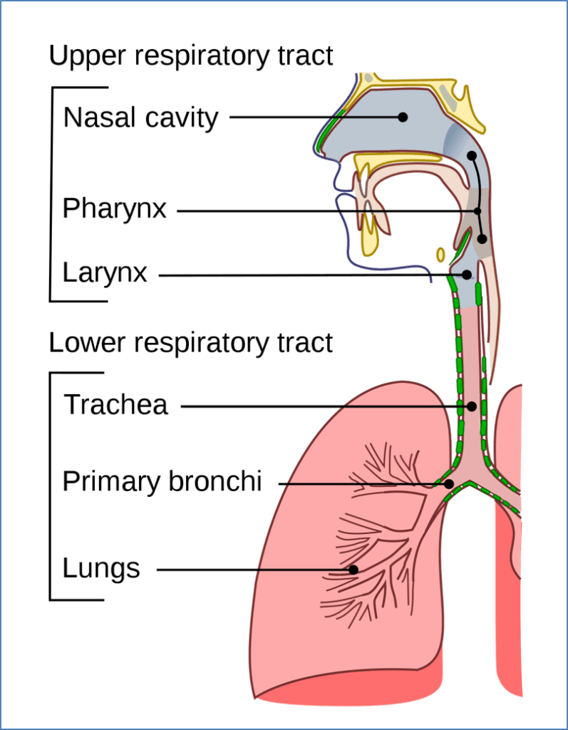 Upper airway anatomy schematic