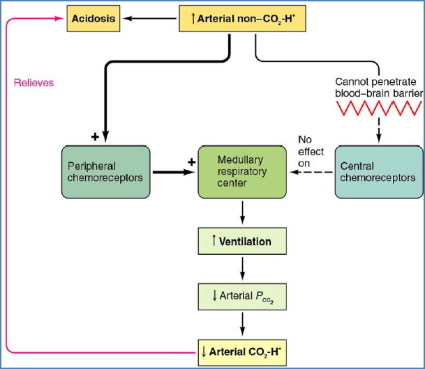 Peripheral and central chemoreceptors in control of breathing
