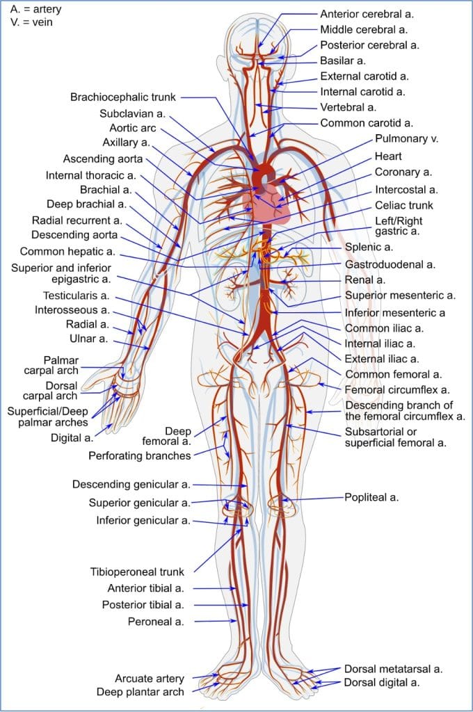 Arterial System Anatomy