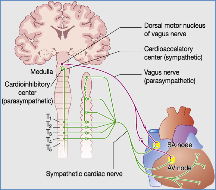Autonomic Nervous System's Effect on Heart Rate