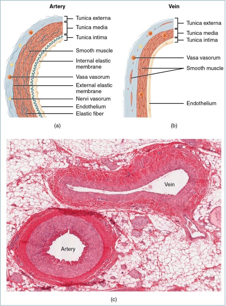 Blood Vessel Structure