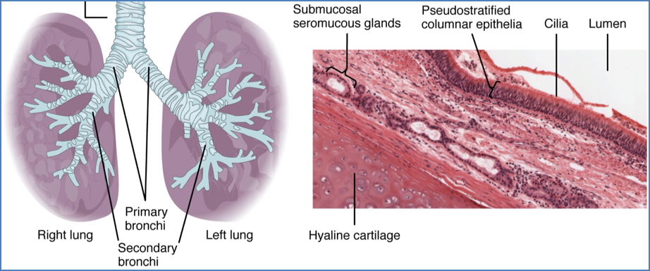 bronchi - mucosa