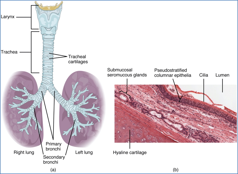 Lower Airways Anatomy - Bronchial Tree