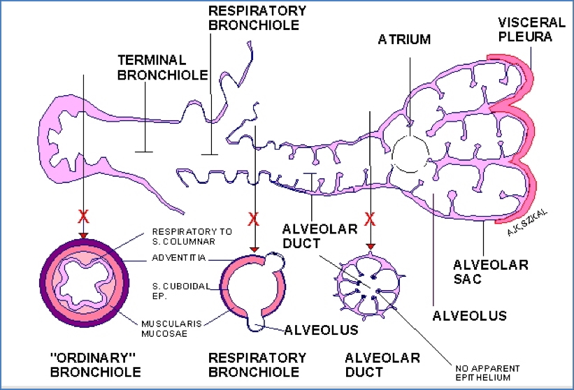 Bronchioles