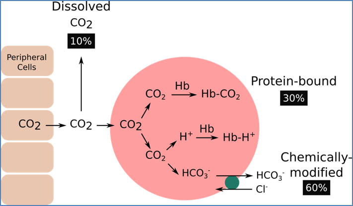 Haemoglobin and Gas Transport - CO2