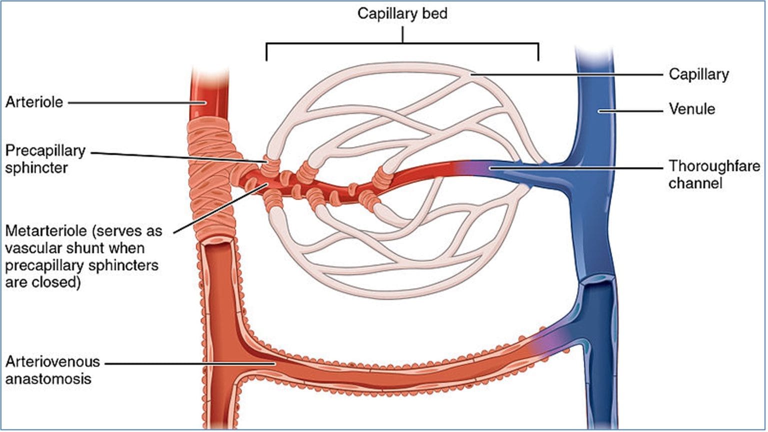 Capillary Root The Vascular System | Cardiovascular | MedStudentNotes