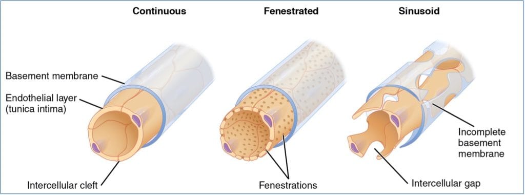 Capillary Types - Continuous, Fenestrated, Sinusoid