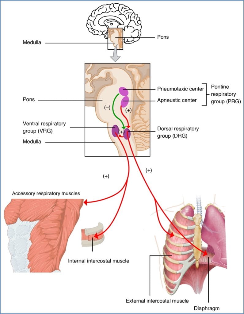 Central Respiratory Centres in Control of Breathing