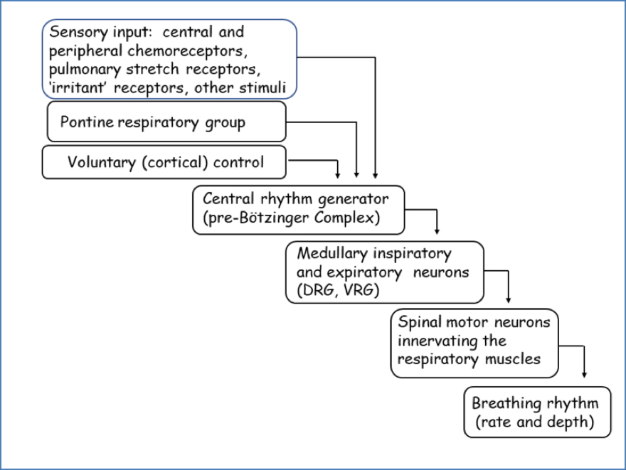 Central Control of Breathing