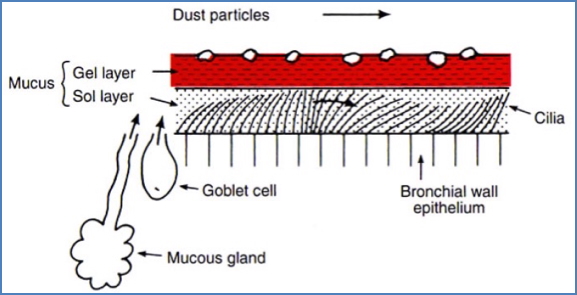 cilia mucous dust particles