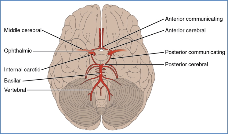 Cerebral Blood Supply - Circle of willis