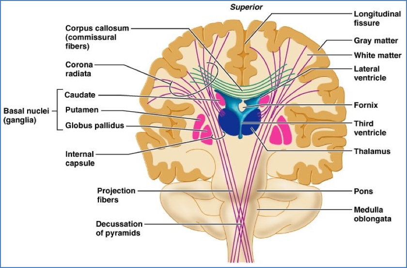 Coronal brain landmarks
