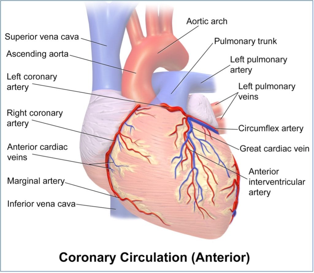 Coronary Circulation