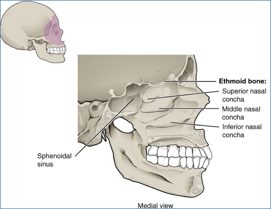 Ethmoid Bone