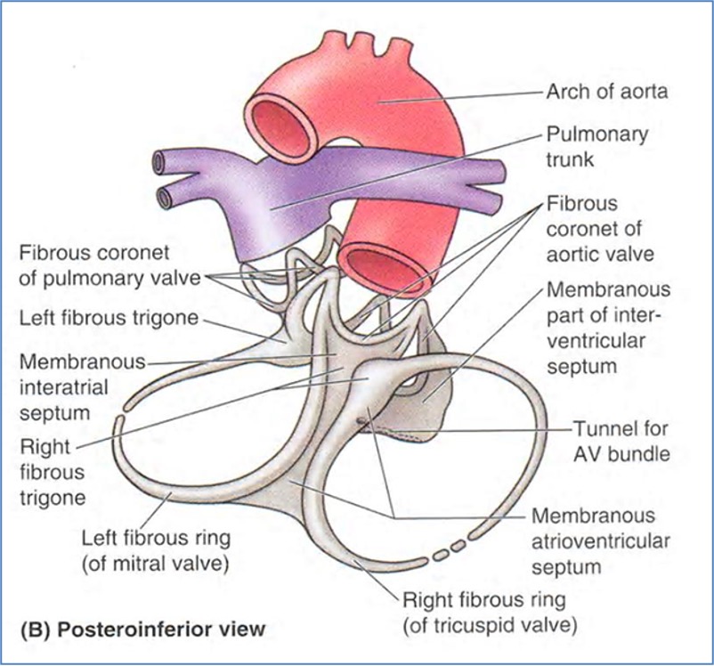 Fibrous Skeleton of the Heart