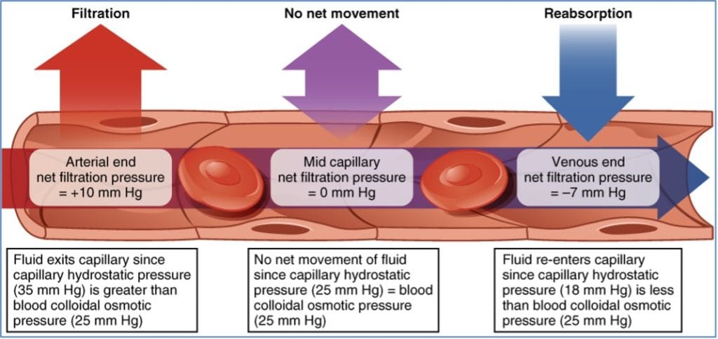 Blood Vessel Physiology: 2 Forces Affecting Fluid Movements