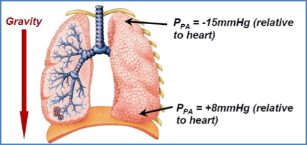 Physiology of breathing - effects of gravity 