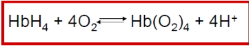 haemoglobin equation