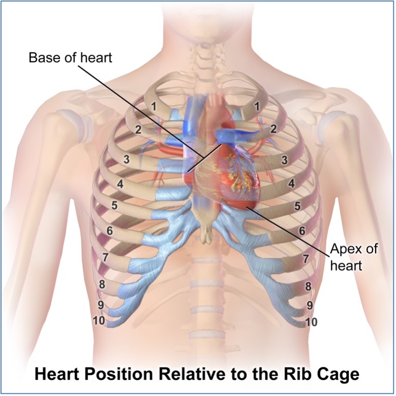 Anatomical Location of the Heart