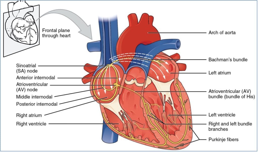 The conduction system of the Electrophysiology of the heart