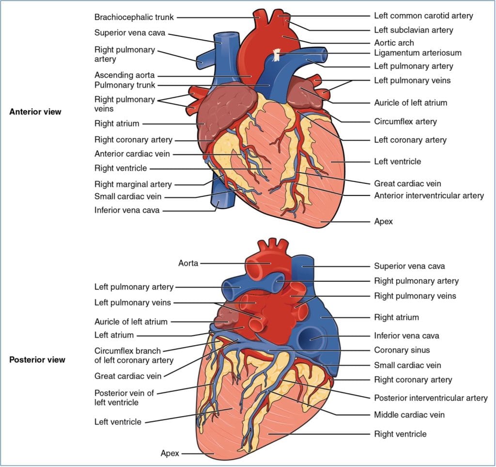 Labeled diagram showing the anatomy of the heart