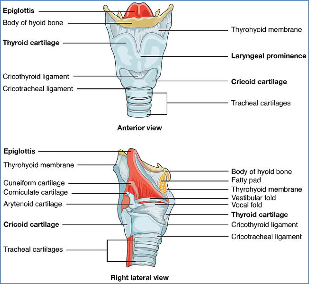 Larynx