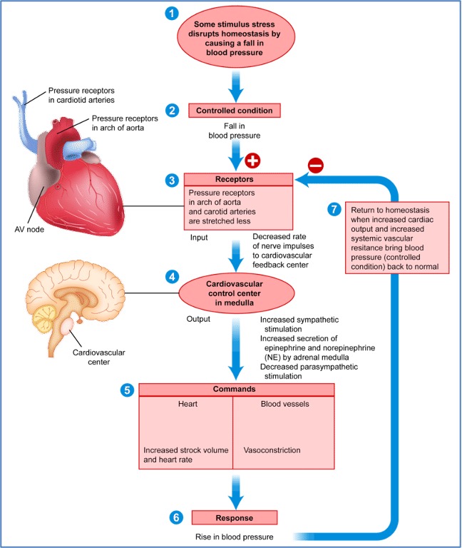 Neural Mechanisms of Blood Pressure Regulation