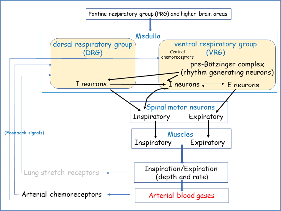 Pontine Respiratory Group - Control of Breathing