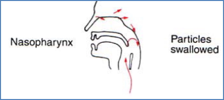 Inhaled particles swallowed