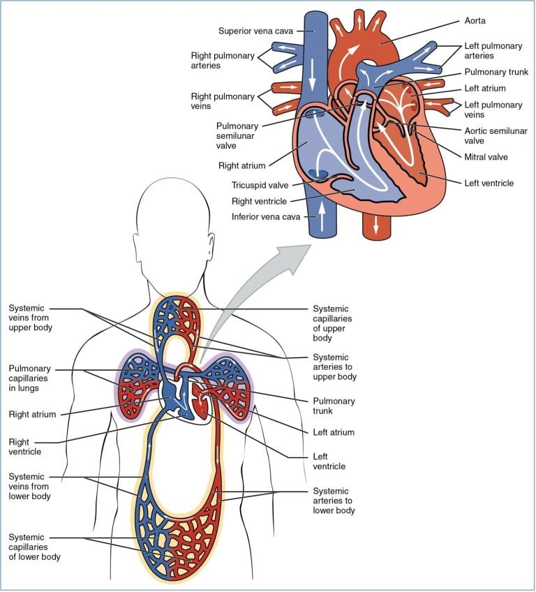 Heart Anatomy | Cardiovascular | MedStudentNotes