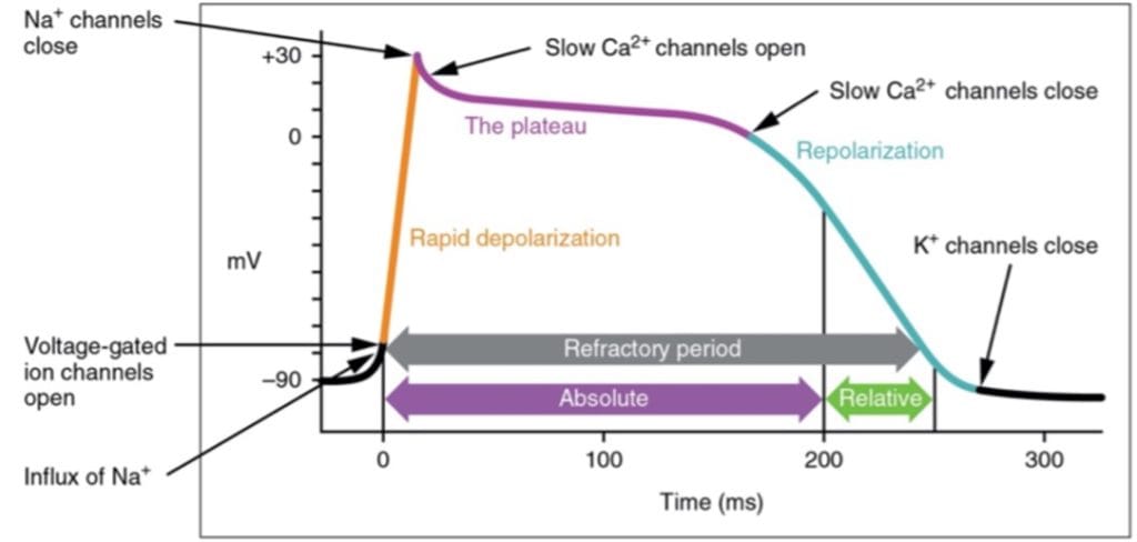 Refractory periods in action potentials